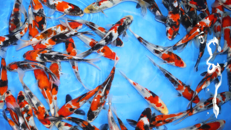 Sekiguchi 16-20 cm