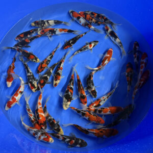 Lees meer over het artikel Eerste nieuwe Koi seizoen 2026 zijn binnen