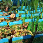 Waterplanten verkrijgbaar!