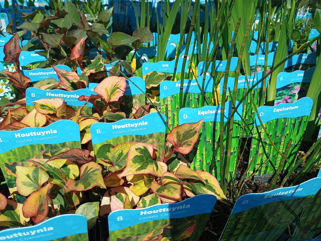 Je bekijkt nu Waterplanten verkrijgbaar!